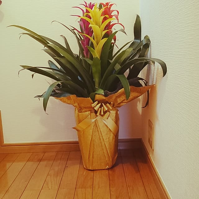 実例写真