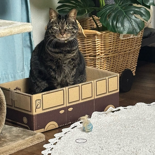 momocchiさんの実例写真