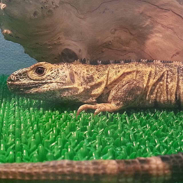 keiさんの実例写真