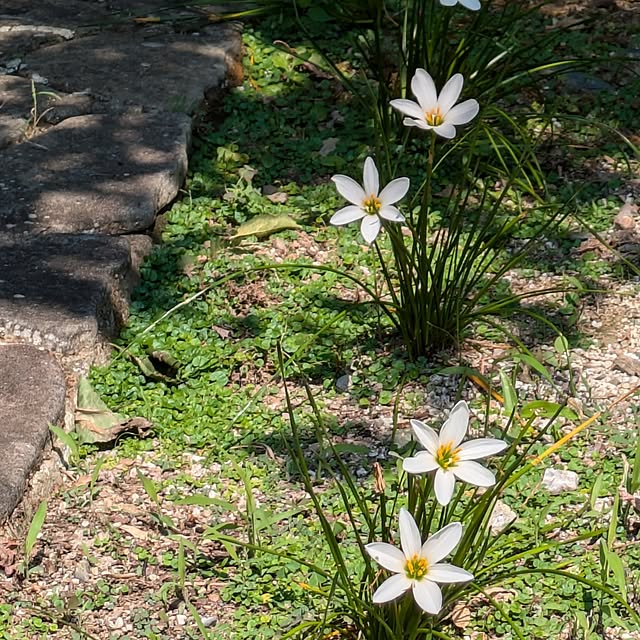 kuririnmamaさんの実例写真