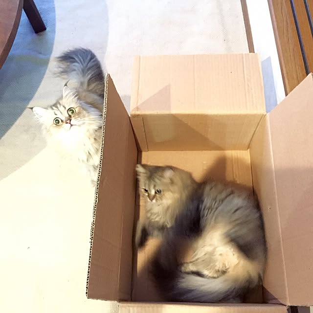 butachanさんの実例写真
