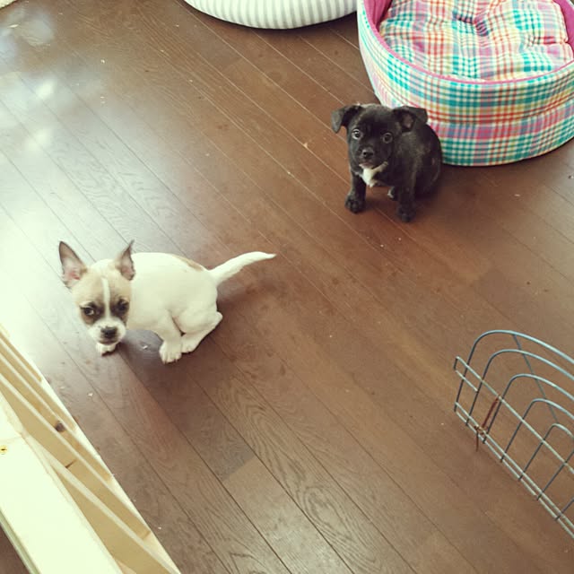 MINIさんの実例写真