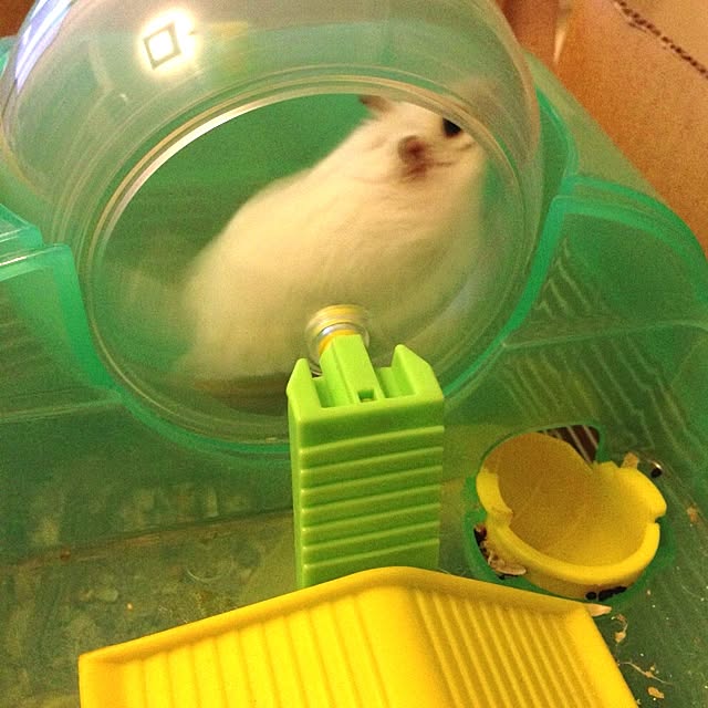 jnjnforesterさんの実例写真