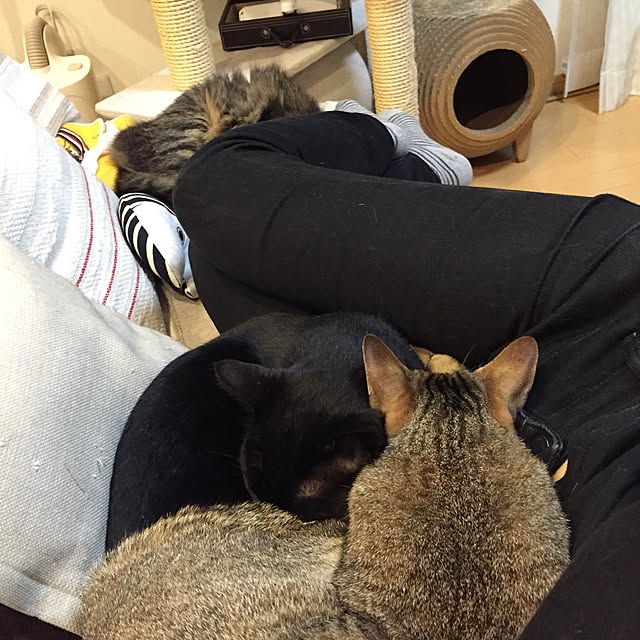 yuki0511さんの実例写真