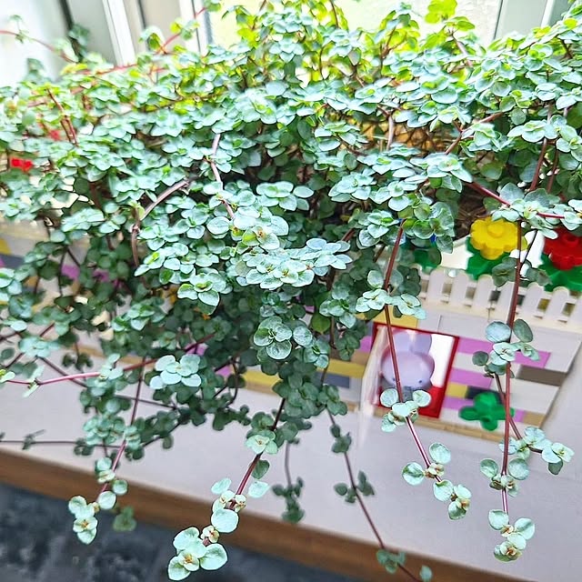 womiさんの部屋