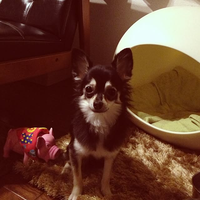 cckさんの実例写真