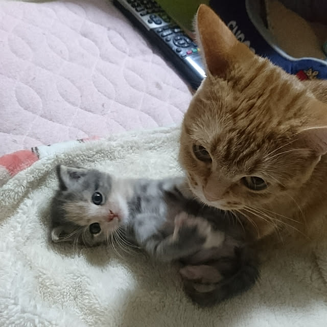 shinobuさんの実例写真