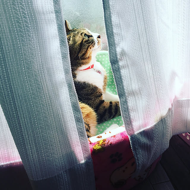 yagidoruさんの実例写真