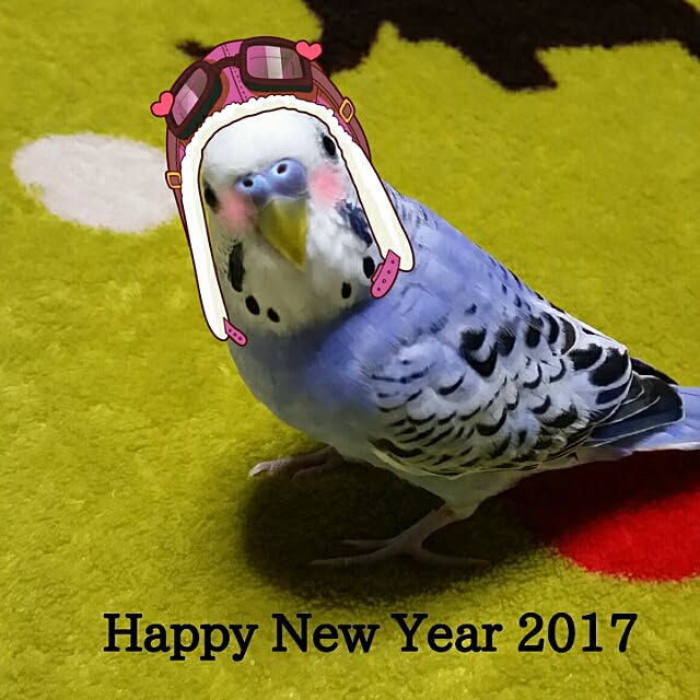 karinさんの実例写真