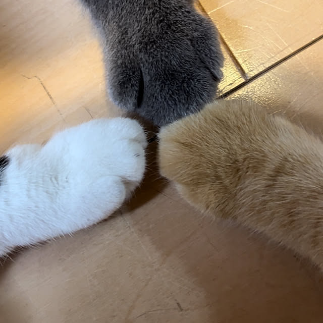 nekoさんの実例写真