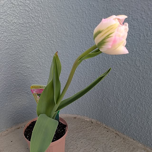 leaf_homeさんの部屋