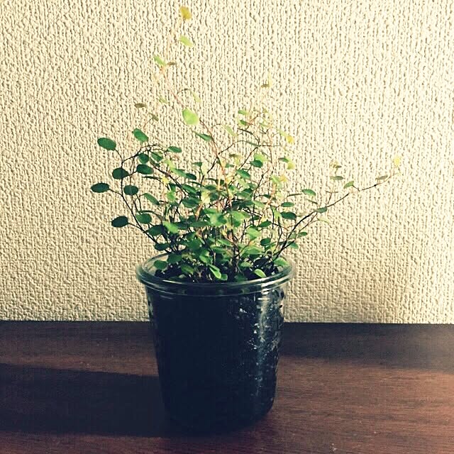 ryu_2001_RADWIMPSさんの実例写真