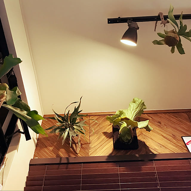 観葉植物/照明/壁/天井のインテリア実例 - 2022-02-09 18:58:21