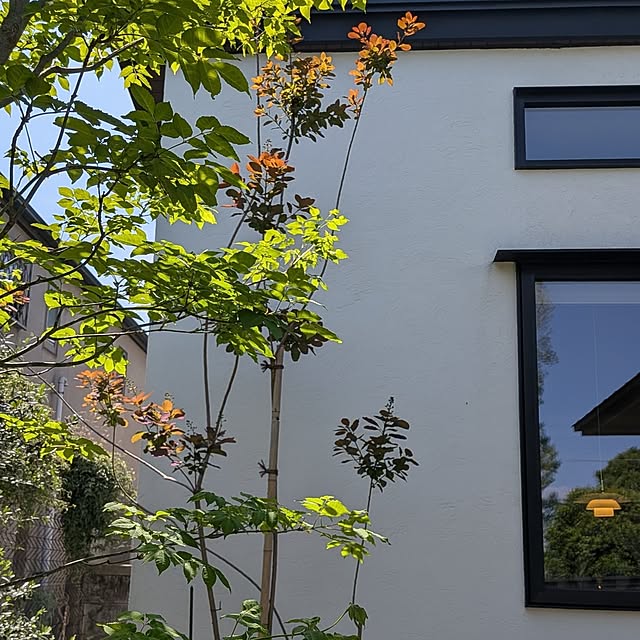 nolleyさんの実例写真