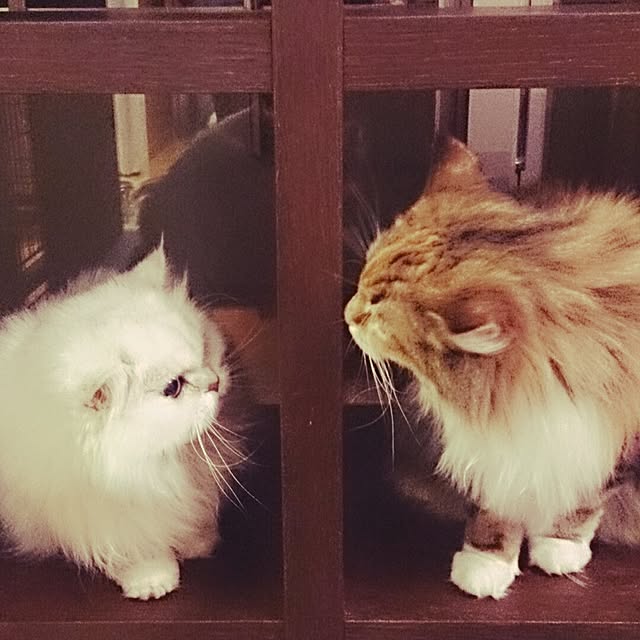 Asakoさんの実例写真
