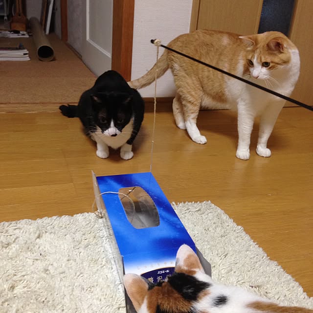 Kinanさんの実例写真