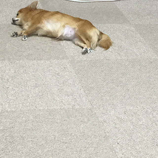 koroさんの実例写真