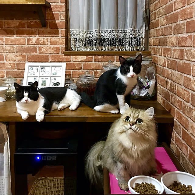 butachanさんの実例写真
