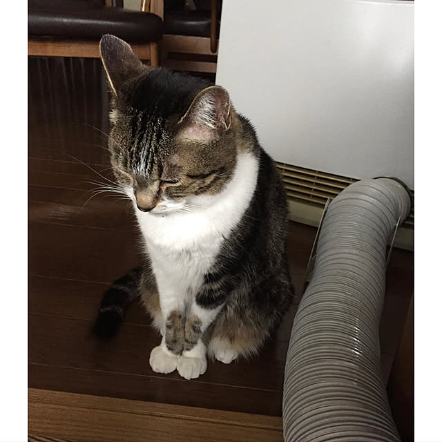 mariさんの実例写真