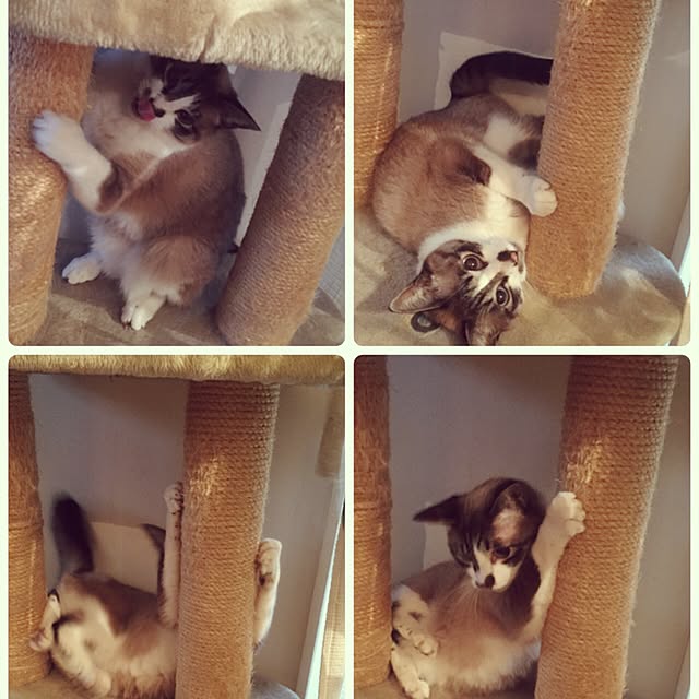 bowbowcoさんの実例写真