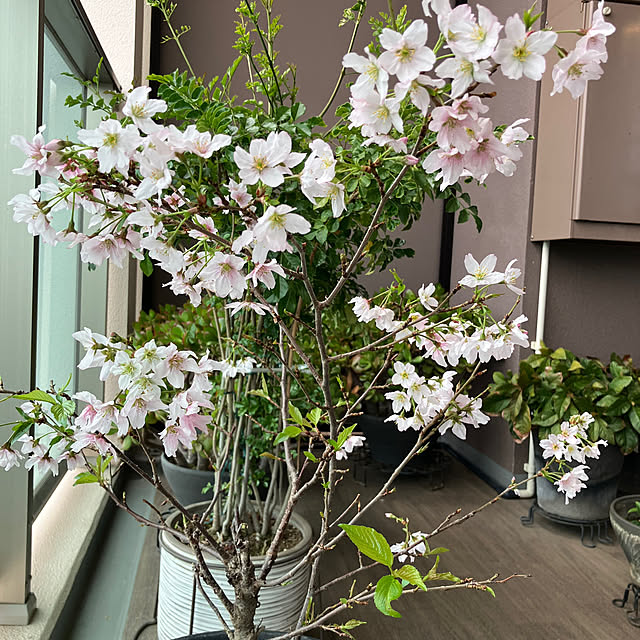 aquaさんの実例写真