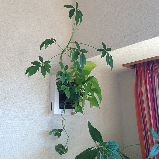 maimaiさんの実例写真