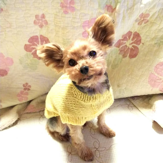 chiikokunさんの実例写真