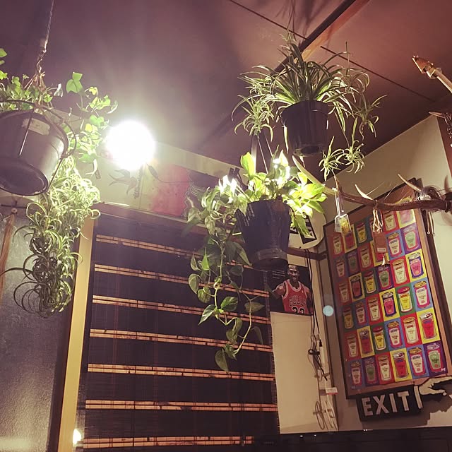 壁/天井/DIY/観葉植物/男前/一人暮らし...などのインテリア実例 - 2017-02-14 23:35:11