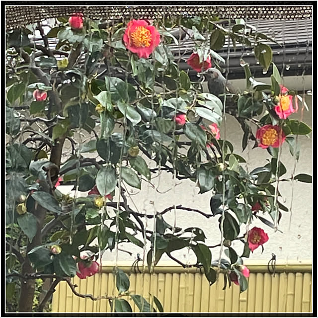 mamizaさんの実例写真