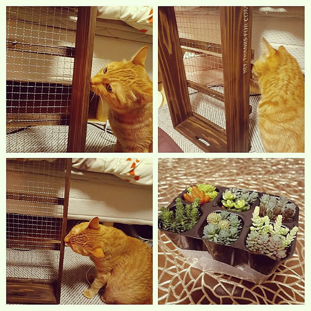 chisaviさんの実例写真