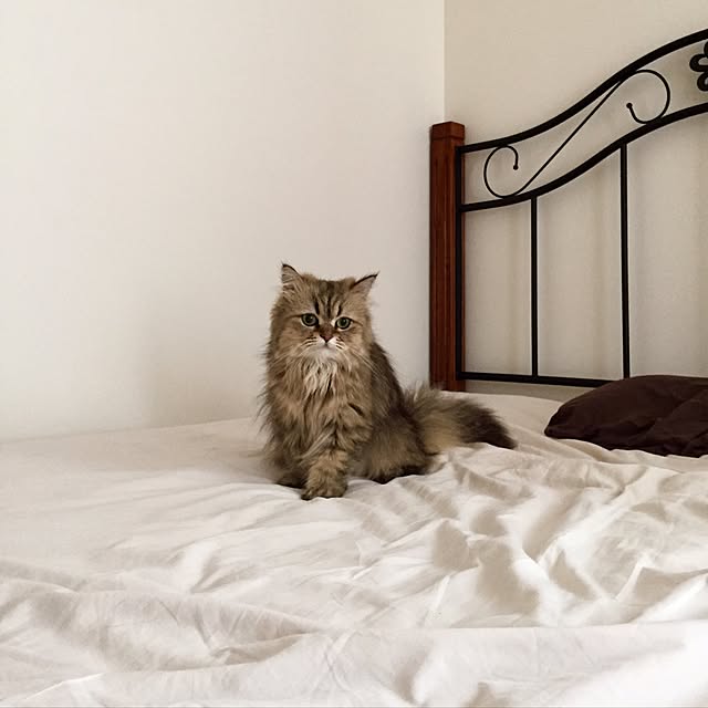 butachanさんの実例写真