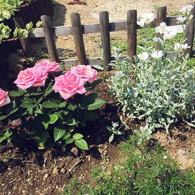 pinktree545さんの実例写真