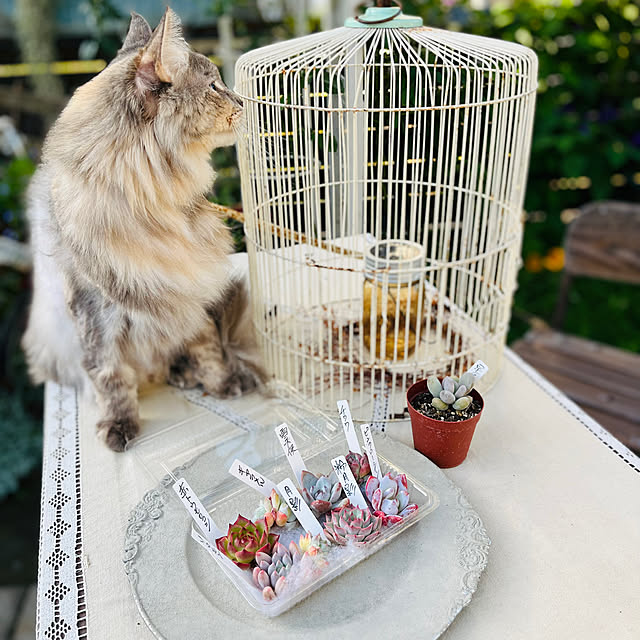 mayumiさんの実例写真