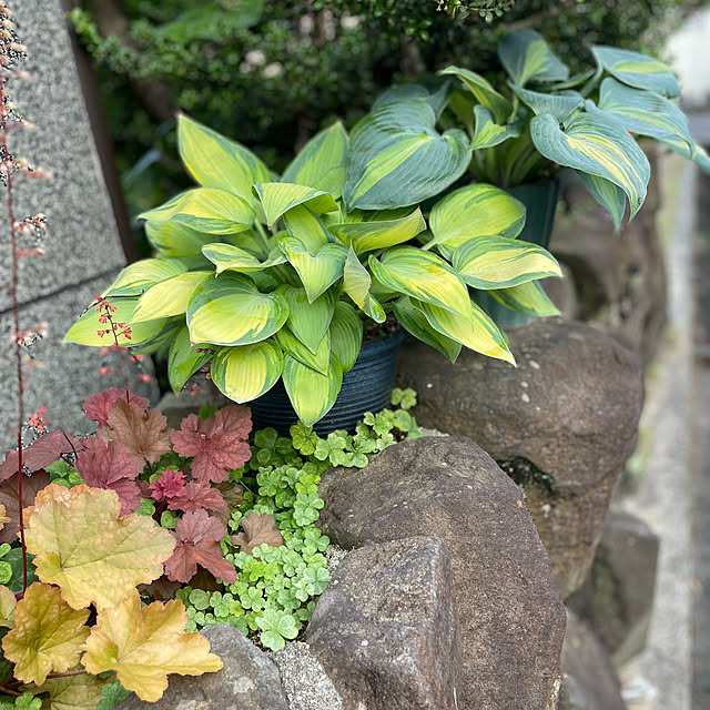 buchiさんの実例写真