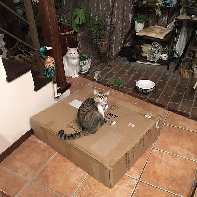 shigimiさんの実例写真