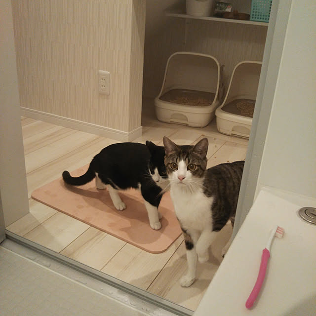 shiiiさんの実例写真
