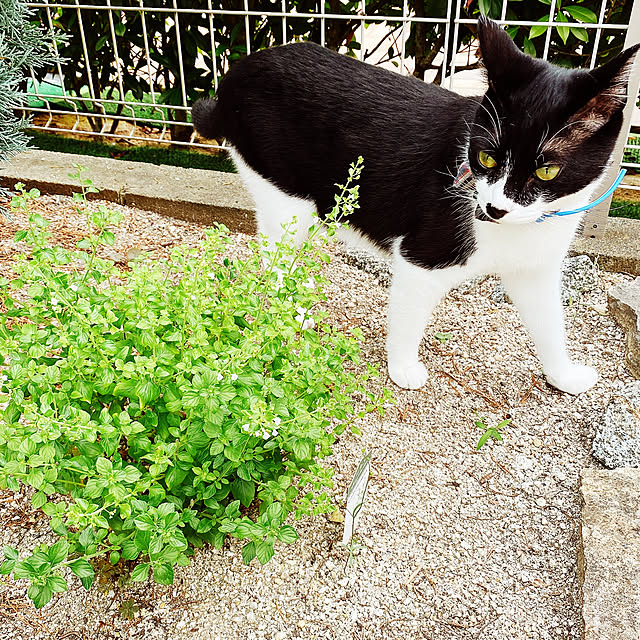 moolさんの実例写真