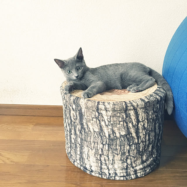 kyonさんの実例写真