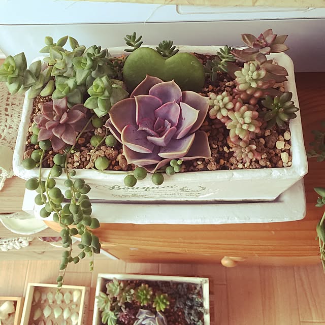 バス/トイレ/多肉植物のインテリア実例 - 2015-04-24 17:21:22