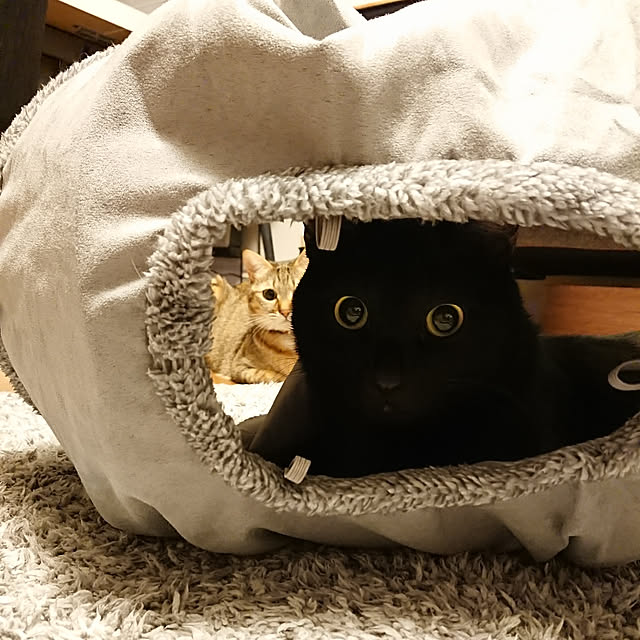 maikyさんの実例写真
