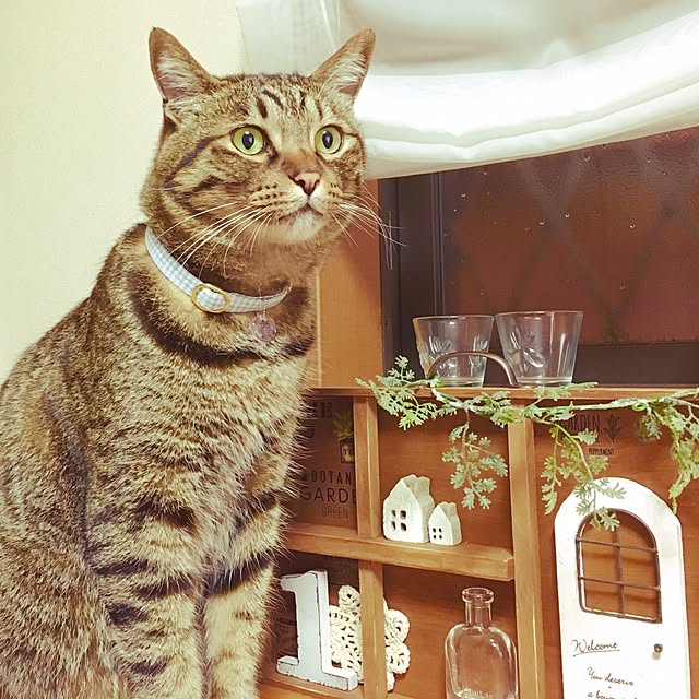 cocomaroさんの実例写真