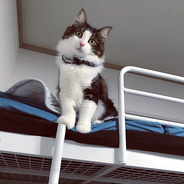 asuさんの実例写真