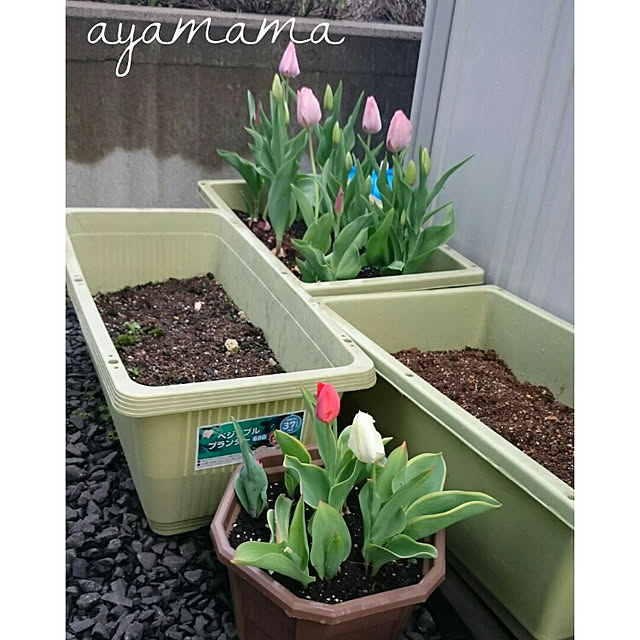 ayamamaさんの実例写真