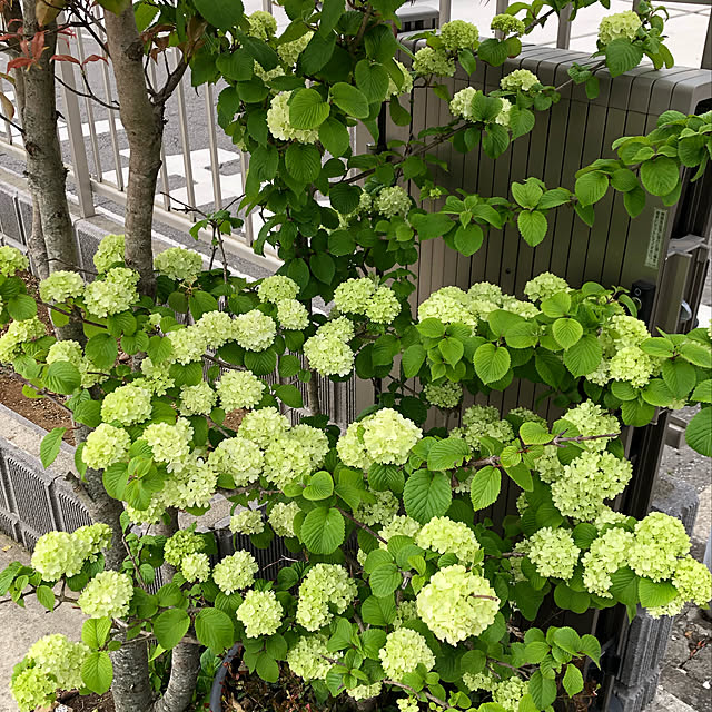 nanachanmamaさんの実例写真