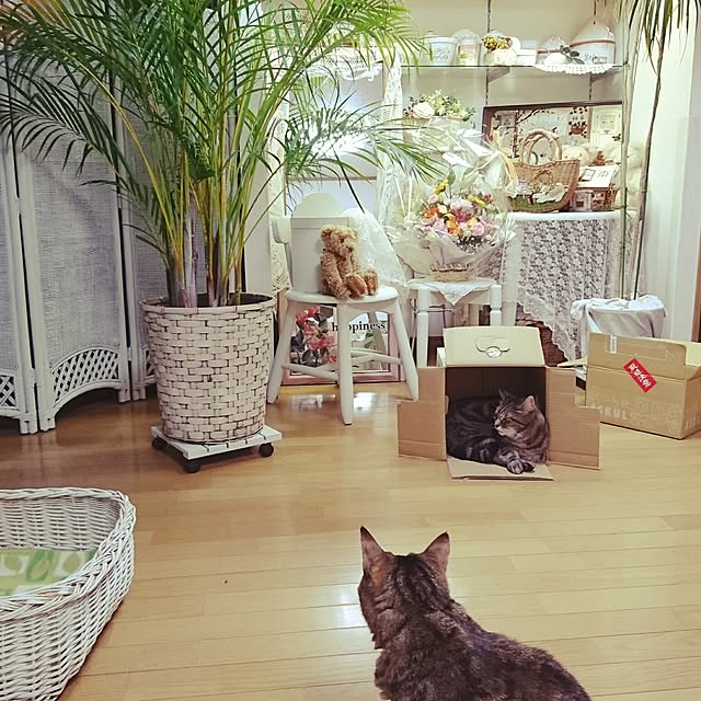 Ayuさんの実例写真