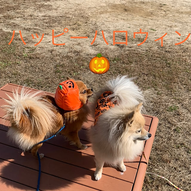 earthさんの実例写真