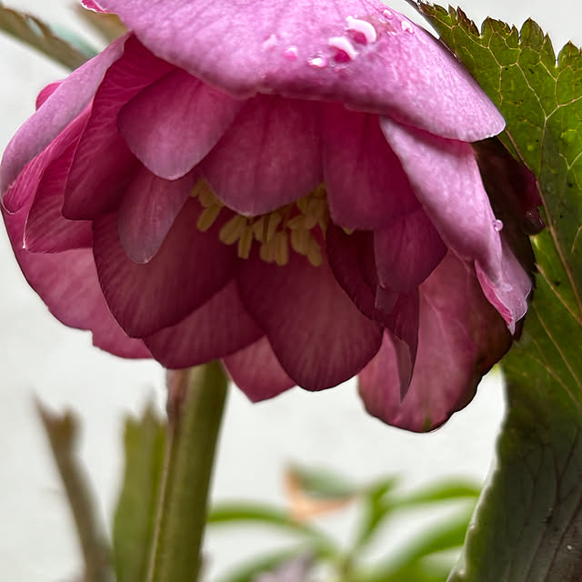 mameshibaさんの部屋