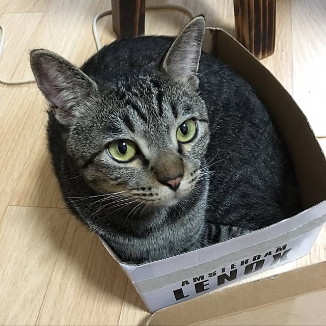 okdkyさんの実例写真