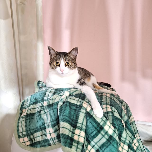 akimameさんの実例写真