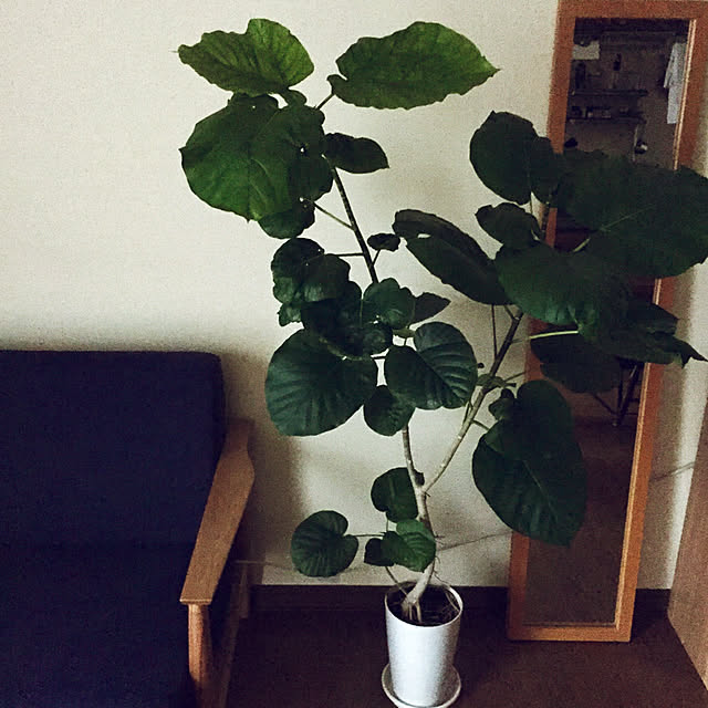 chiroさんの実例写真